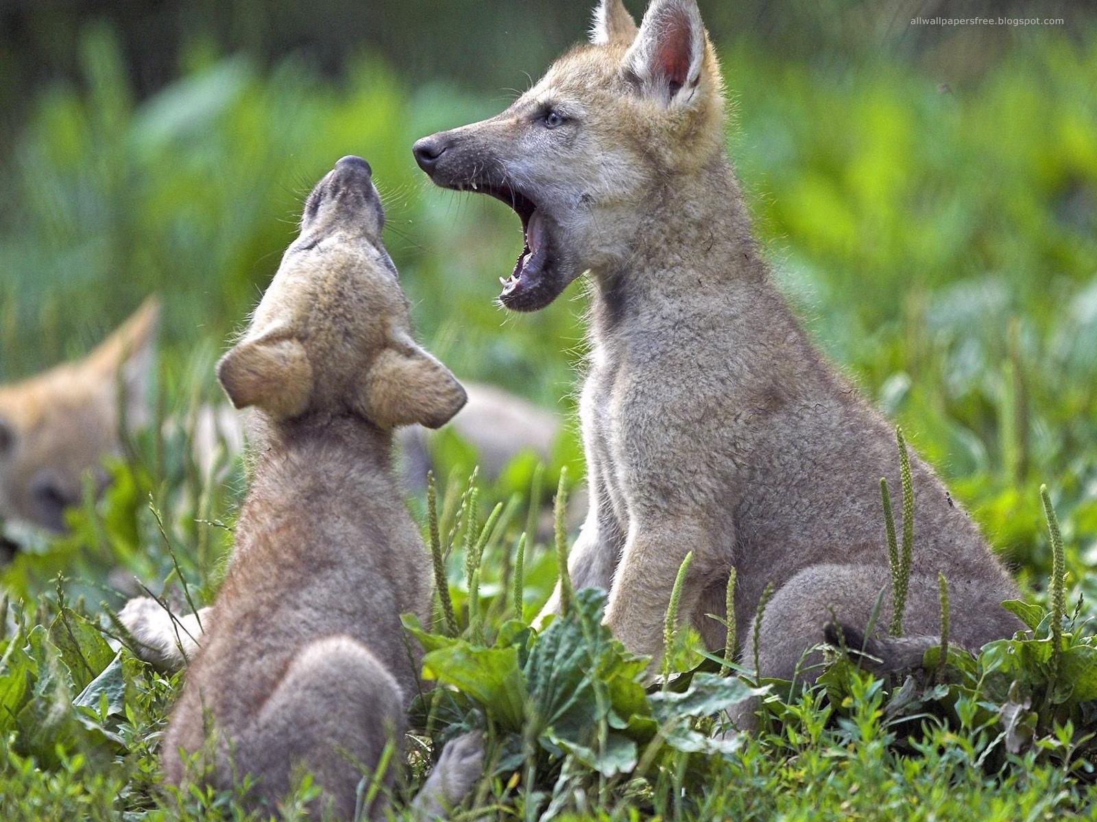 predators animals images predators animals images