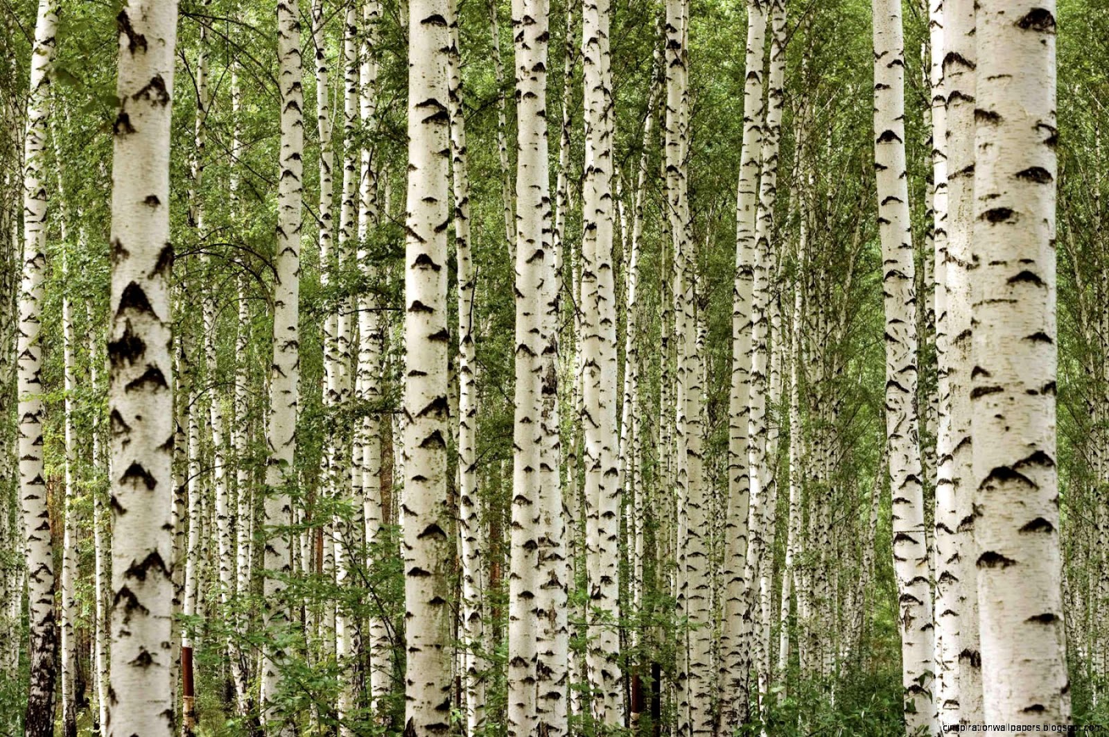 Birch Tree Forest