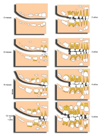 temas de odontologia: Desarrollo de los tres tipos de denticion ...
