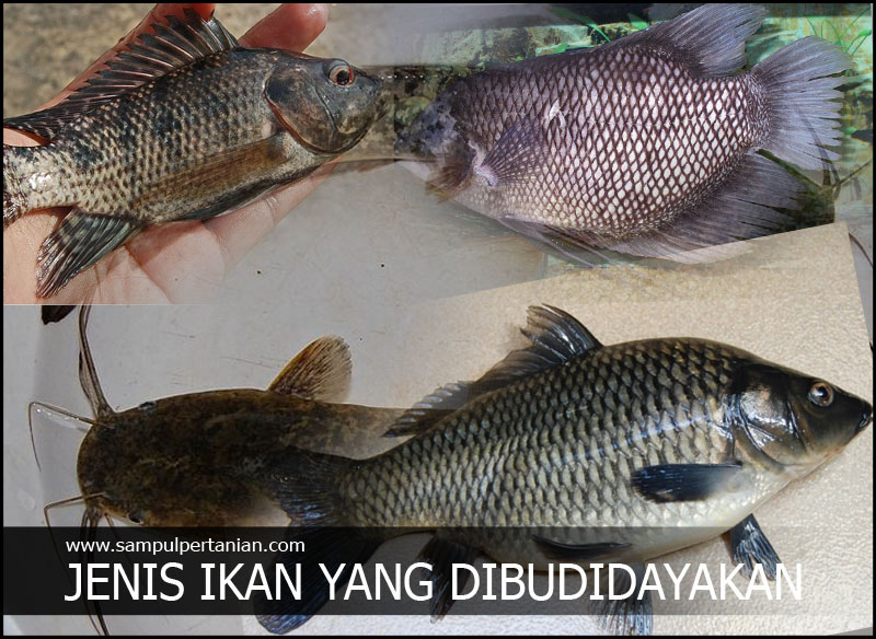 Karakteristik ikan konsumsi yang ada di daerahmu