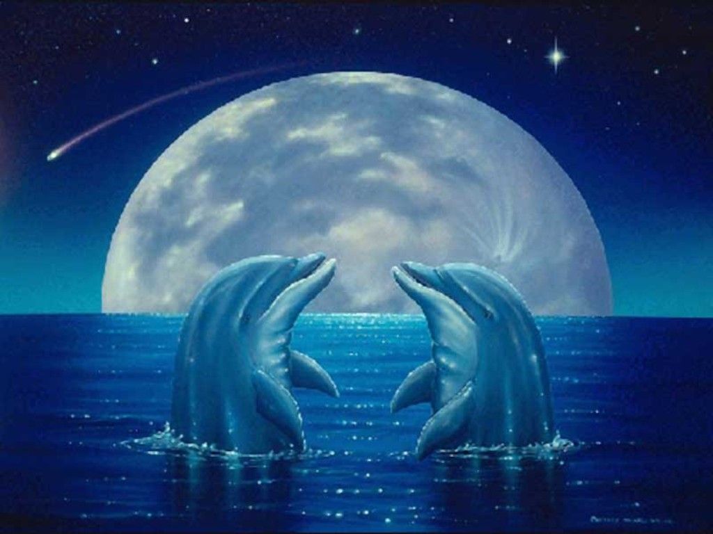 Photo Gallery: dolphin heart backgrounds