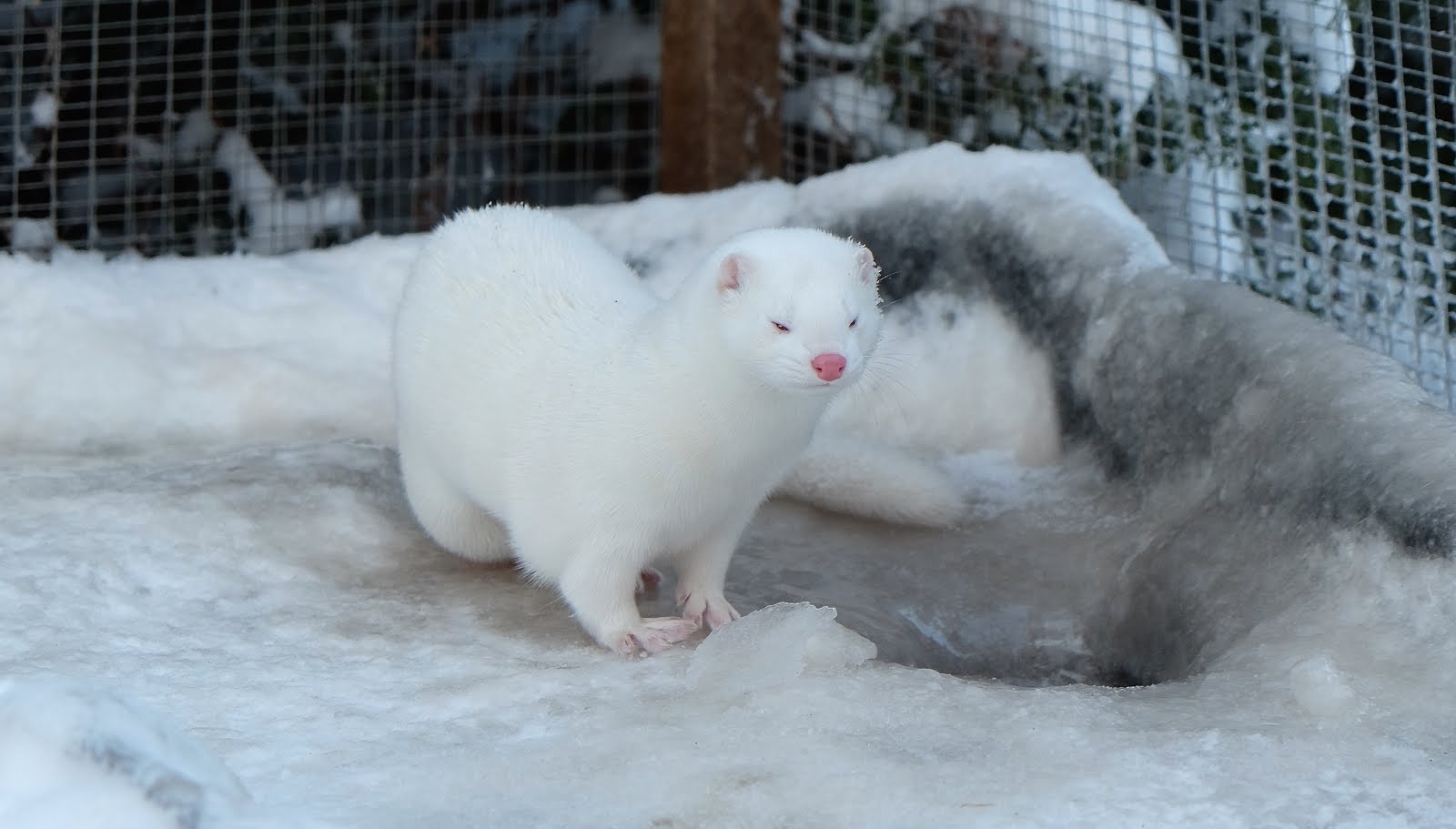 Nightshade's Ferrets Lemmikki minkit / Pet minks