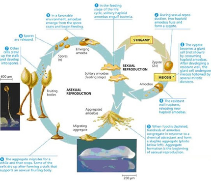 Life Cycle