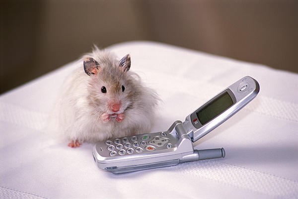 Hamter mobile Hamter mobile