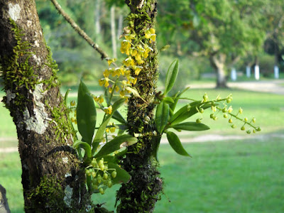 muito mais verde como comeÇar com orquÍdeas