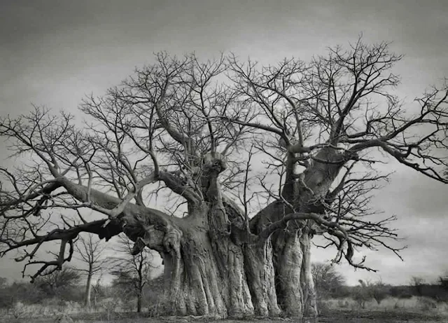 صور أقدم الأشجار