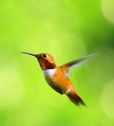 smallest bird hummingbird hummingbirds worlds birds fly amazing
