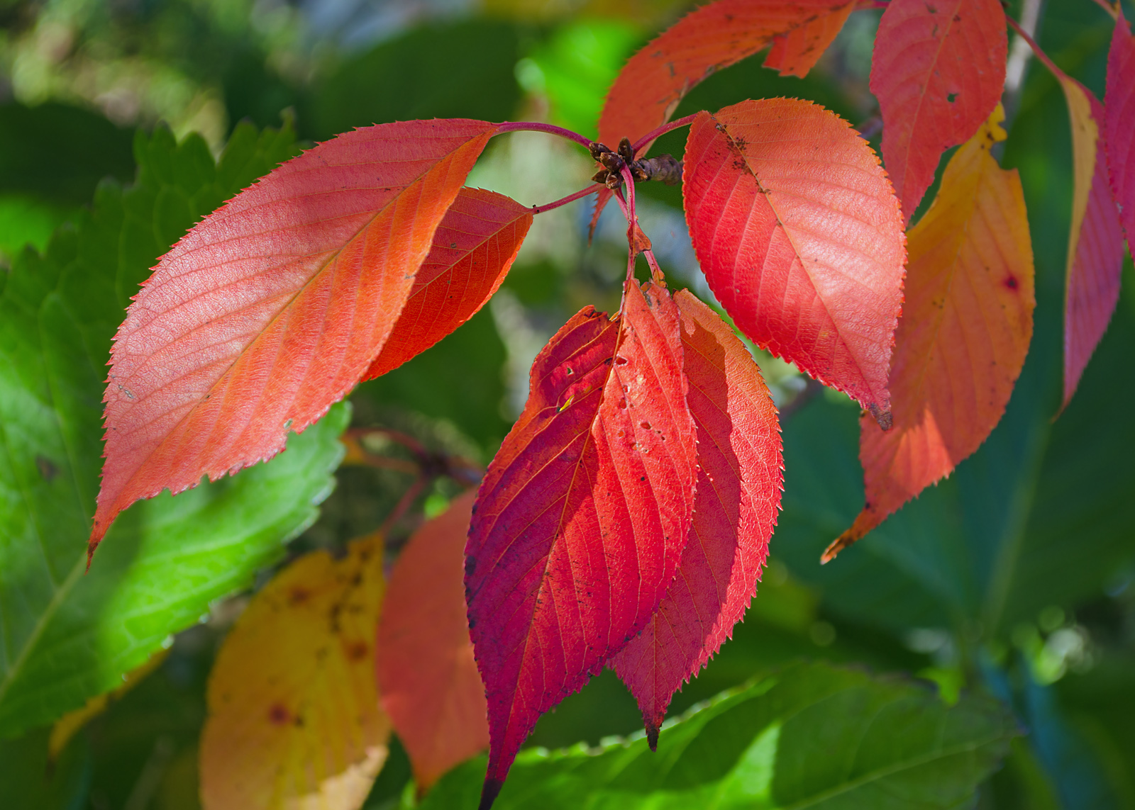 Wanderin' Weeta (With Waterfowl and Weeds) Red