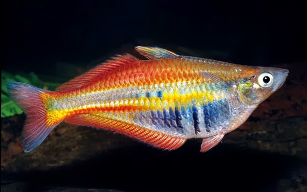 rainbow-fish-melanotaeniidae-tropical-fish