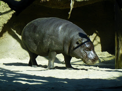 Hip hippopotamus