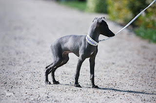 Italian Greyhound Sighthound for sale