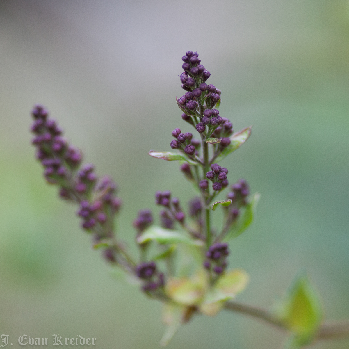 Kreider's Korner Photographs Late April flowers in Vancouver