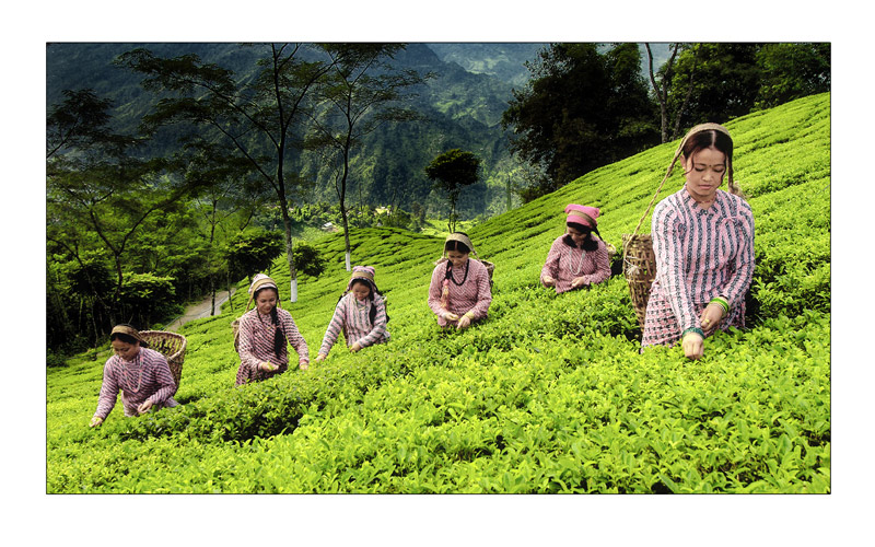 Prospective tea industry of Bangladesh Discovery Arts