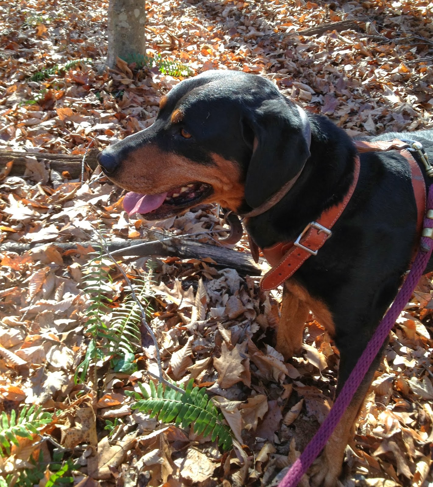 VA Dog Rescue Deer hunting