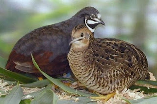 chinese painted quail