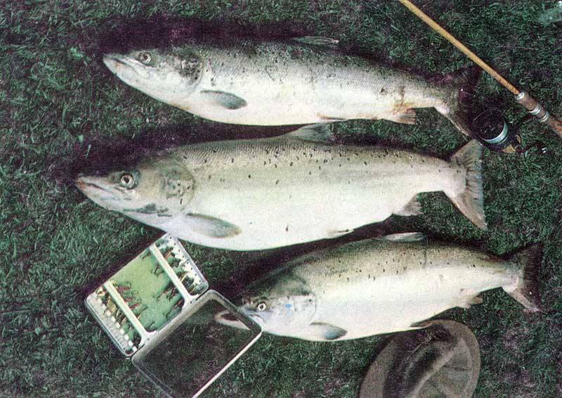 Cuscino Pesce Salmone dellAtlantico