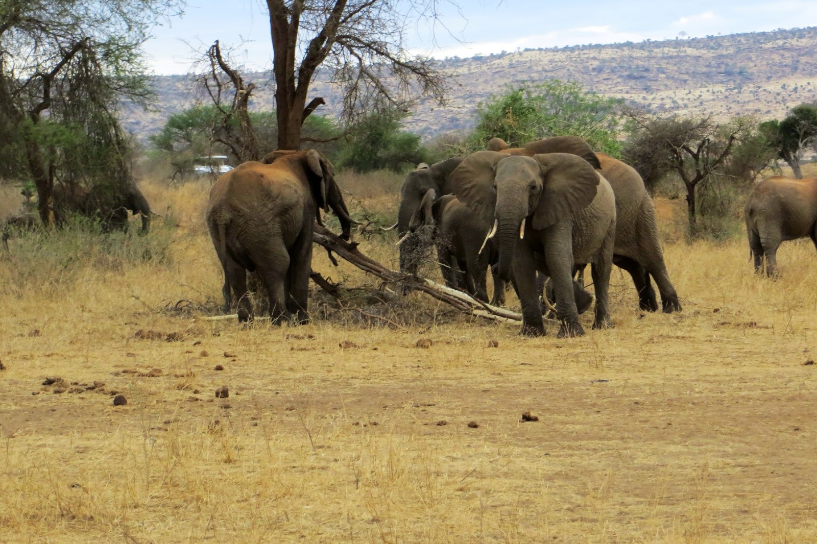 safari in kenya di quattro giorni
