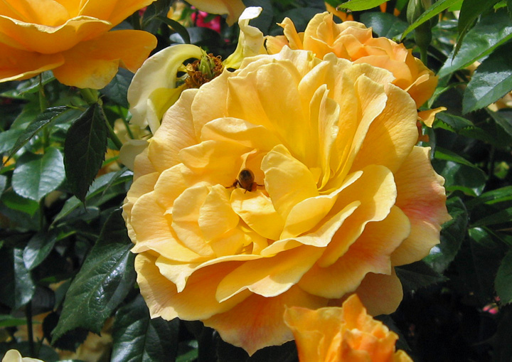 Going RV Way: Rose Garden, Portland Oregon