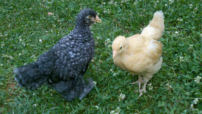 Barred Rock Cochin and Buff Orpington Chick