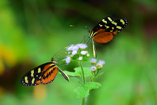 two butterflies on flowers