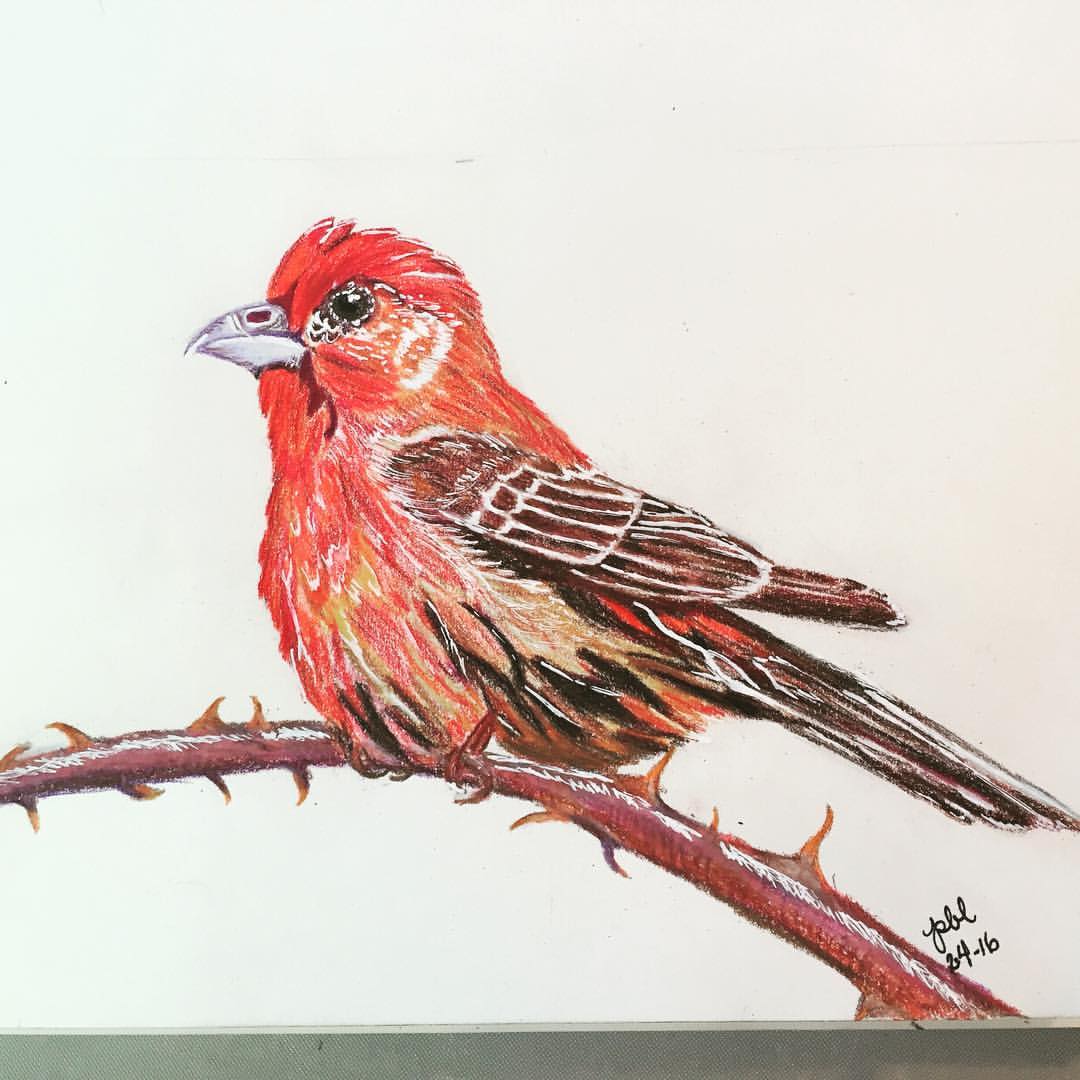 Colored Pencil Bird