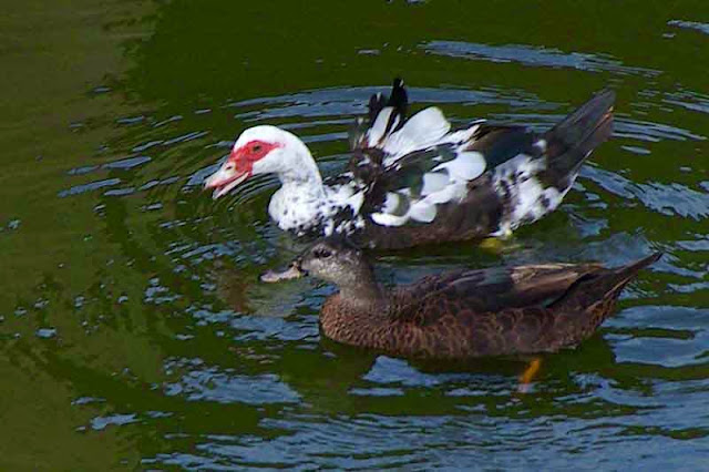 male and female Muscovy Ducks