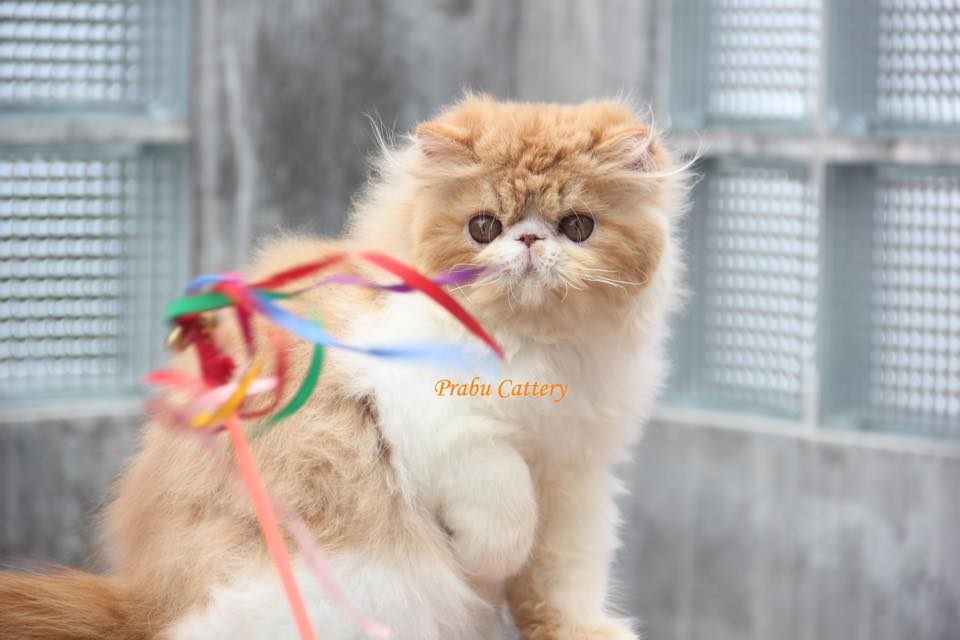 Prabu Cattery Male