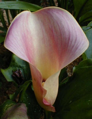 Gallery of Callas Lilies by Color: Pink & Rose Calla Lilies