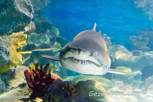 Sea Life akvaryumundaki bir köpek balığı, İstanbul