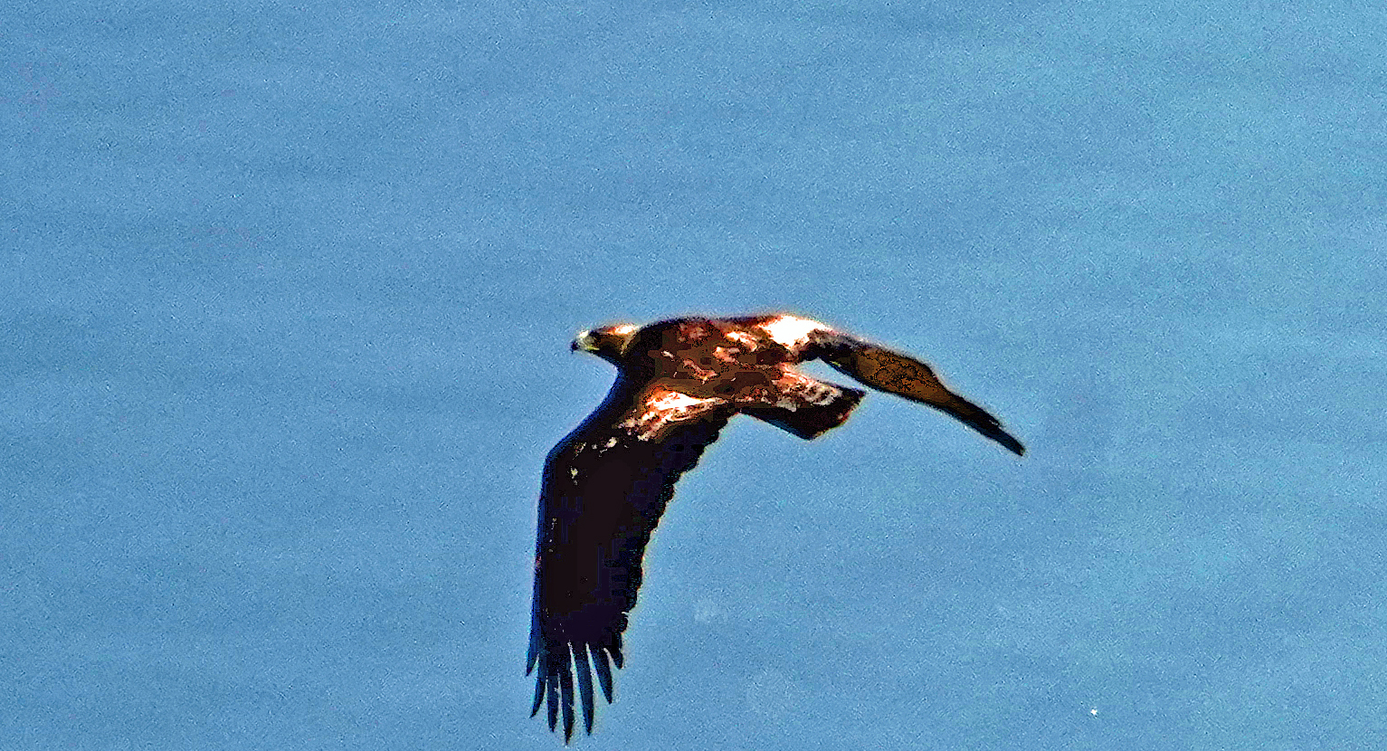 Mid Sierra Musings A Surprise Golden Eagle Story Part 1
