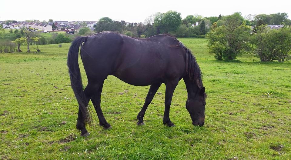 September 07th 2012american meadow