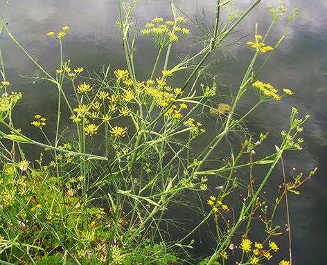 Hinojo (Foeniculum vulgare)flor amarilla