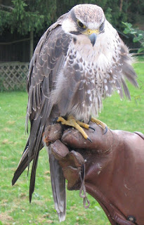 falconer holding a trained hawk