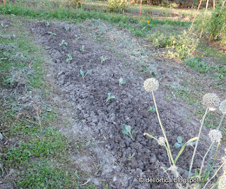 cavoli broccoli cavolfiori e porri nell orto della fattoria didattica dell ortica a Savigno Valsamoggia Bologna vicino Zocca in Appennino