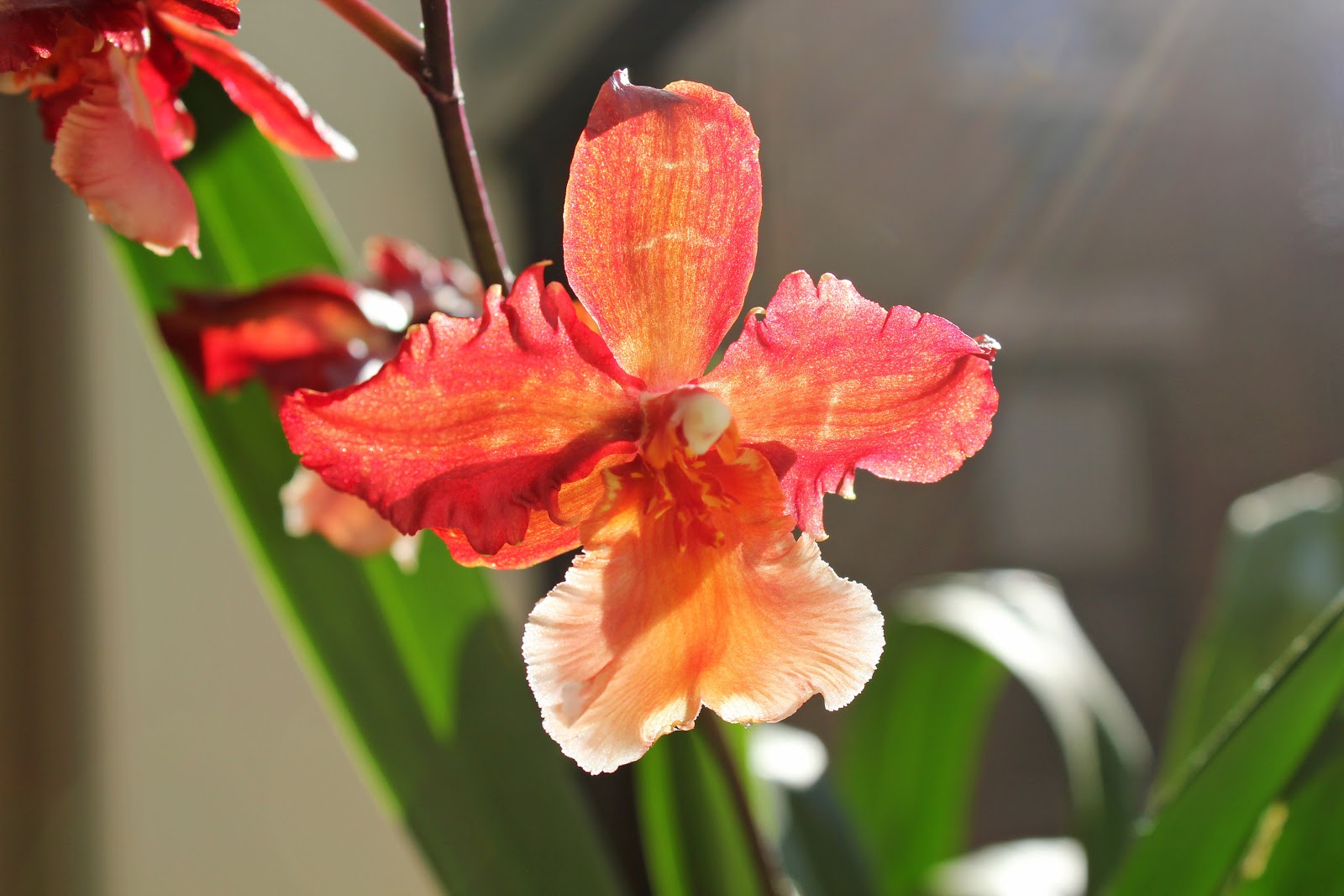 Maria's Orchids: First blooms open on oncidium
