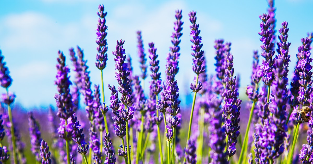 Kew red lavender plants