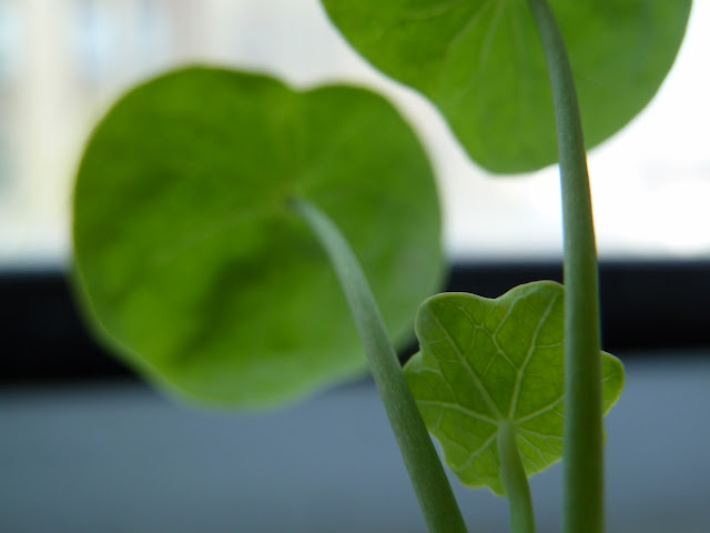 Nasturtium's peltate leaves on windowsill, Brooklyn 