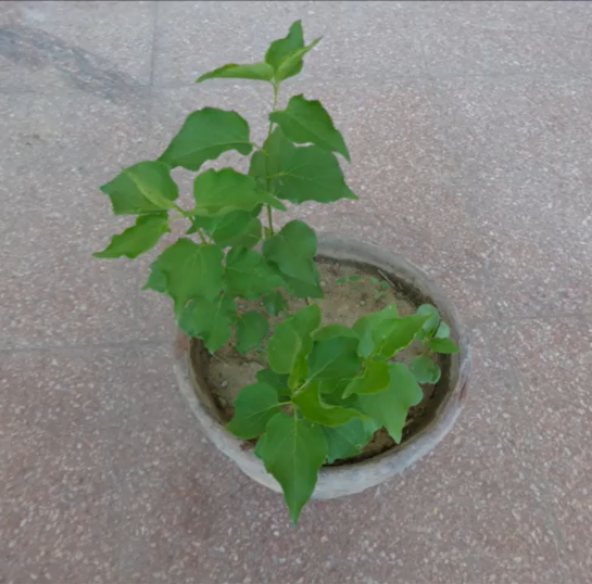 Farmers Know Best How To Grow An Apricot Tree From A Seed