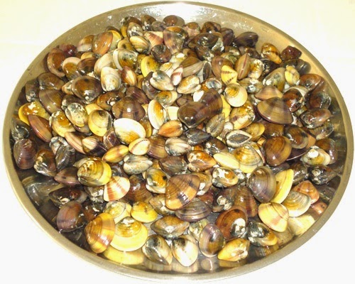 Kubbe / clams