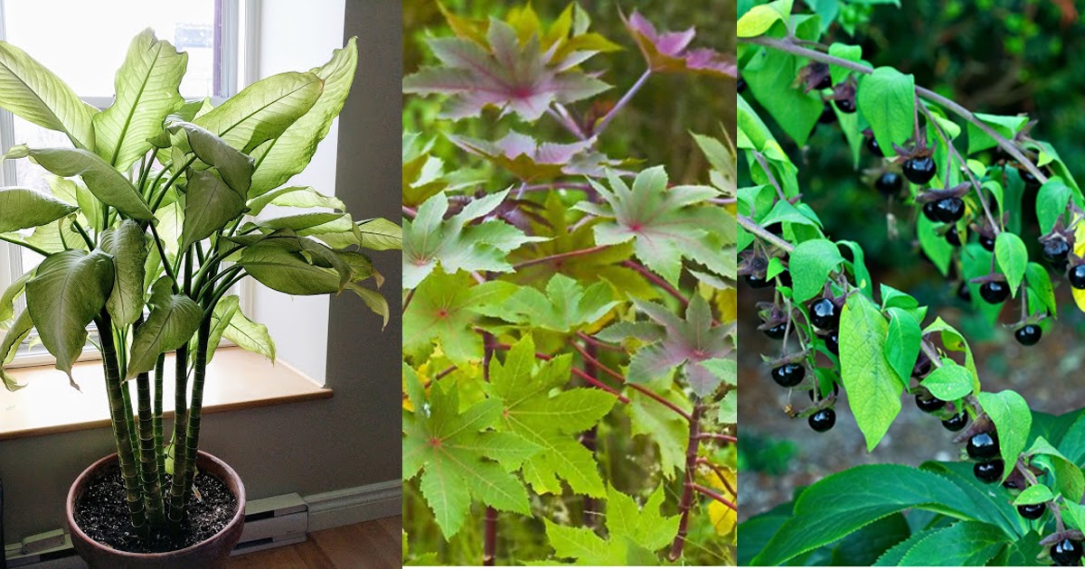 Top 10 Most Dangerous Plants In The Philippines You Should