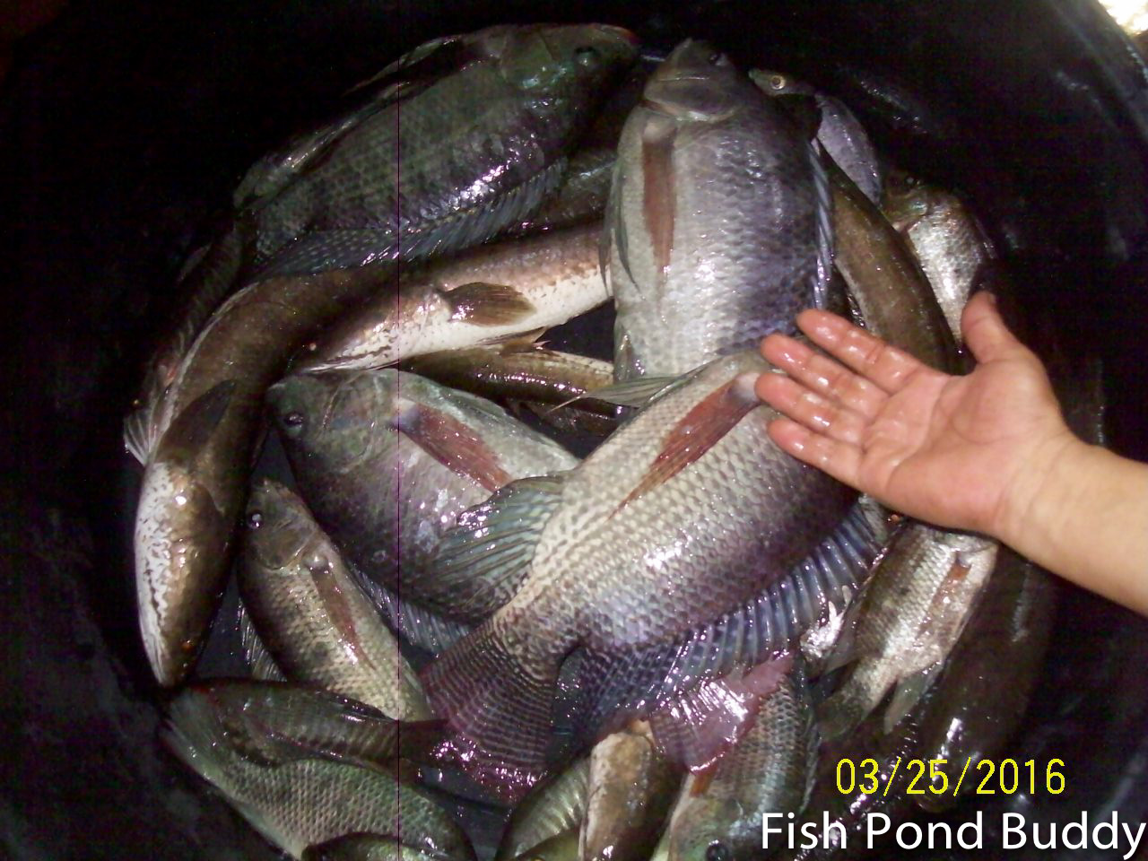 Fish Pond Buddy How to Clean and Make Sundried Tilapia