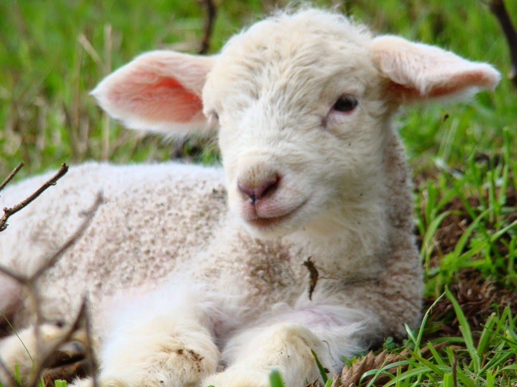 Curiosidades animais Ovelhas
