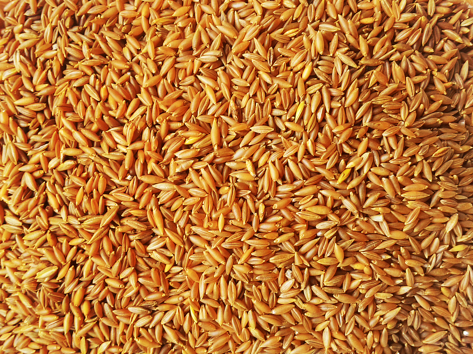 Пшеница букв и звуков. Пшеница зерно. Пшеничное зернышко. Пшеница Kamut зерна. Пшеница Kamut Колос.