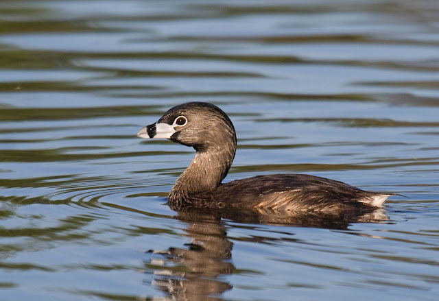Pied-billed Grebe Pied-billed Grebe