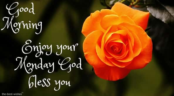 enjoy-your-monday-with-orange-rose enjoy your monday with orange rose