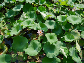 lotus flower at Bajiao Pond (八角塘)