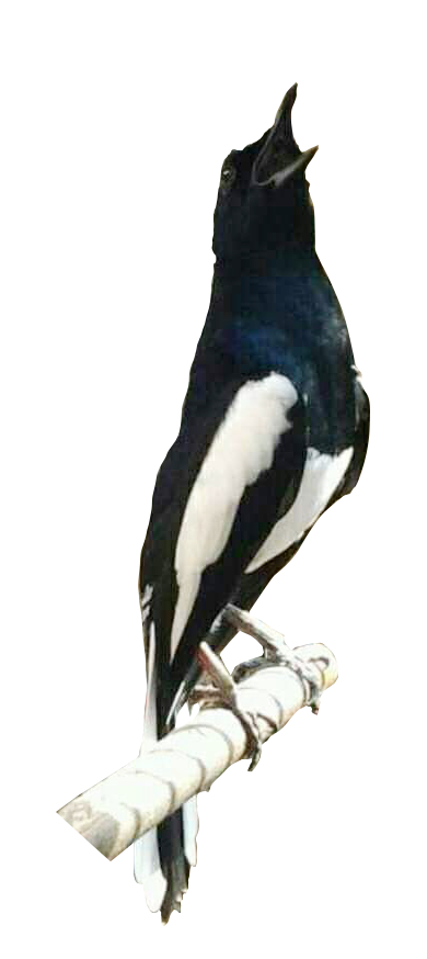  Gambar PNG Gambar Burung Kacer