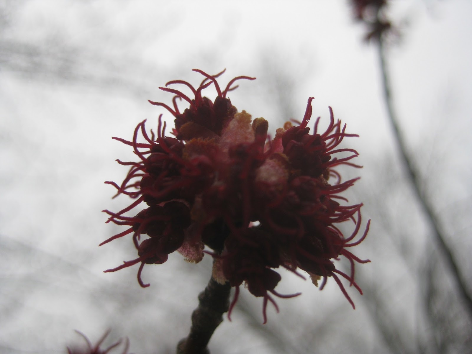 Trees Red maples flowering in April