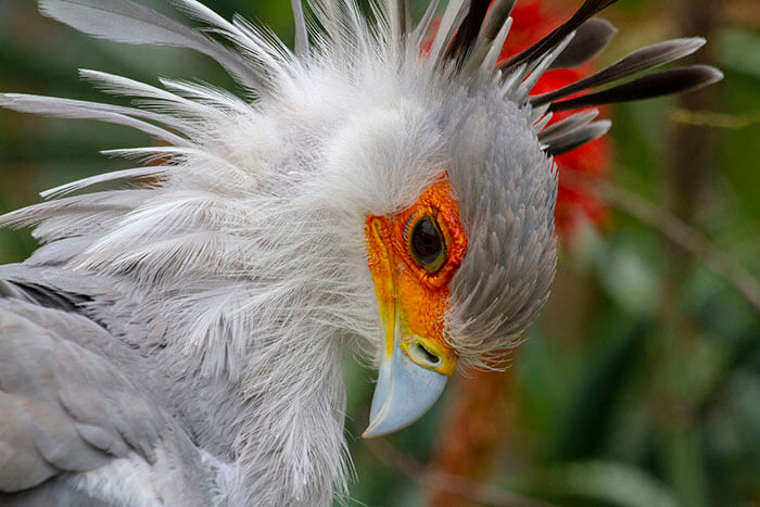 Breathtakingly Beautiful Secretary Bird That Could Become A Character In A Pixar Movie