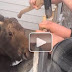 Baby moose appreciates the efforts of guys who freed it from a fence see video